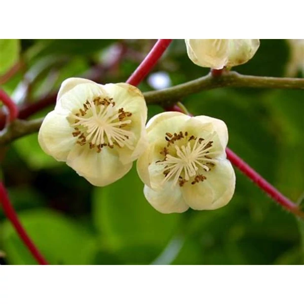 Actinidia arguta 'Issai' - Kivi, öntermékeny