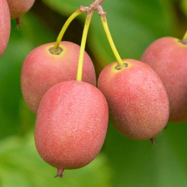 Actinidia arguta 'Ken's Red' - Kopasz kivi, japán egres (termős)