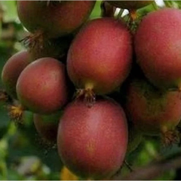 Actinidia arguta 'Ken's Red' - Kopasz kivi, japán egres (termős)