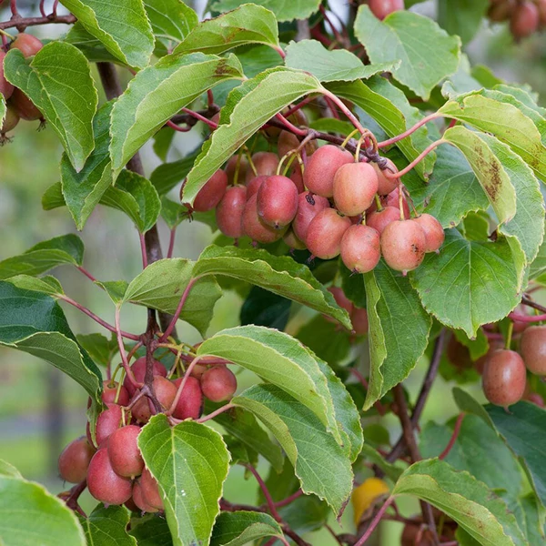 Actinidia arguta 'Ken's Red' - Kopasz kivi, japán egres (termős)