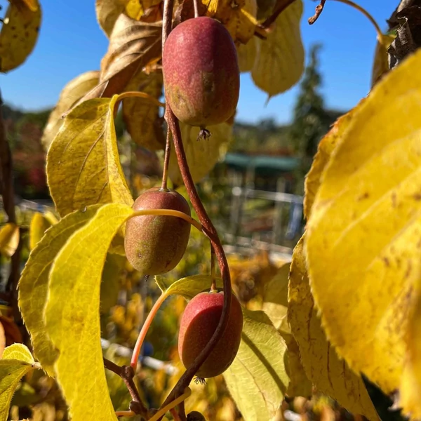 Actinidia arguta 'Ken's Red' - Kopasz kivi, japán egres (termős)