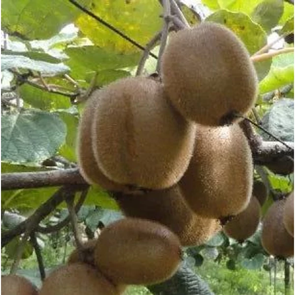 Actinidia chinensis 'Giant' - Kivi, termős