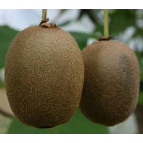 Actinidia chinensis 'Giant' - Kivi, termős