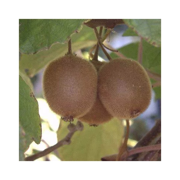 Actinidia deliciosa 'Hayward' - Kivi, termős