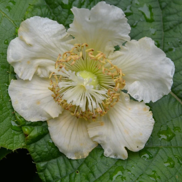 Actinidia deliciosa 'Hayward' - Kivi, termős