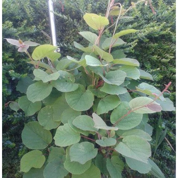 Actinidia deliciosa 'Hayward' - Kivi, termős