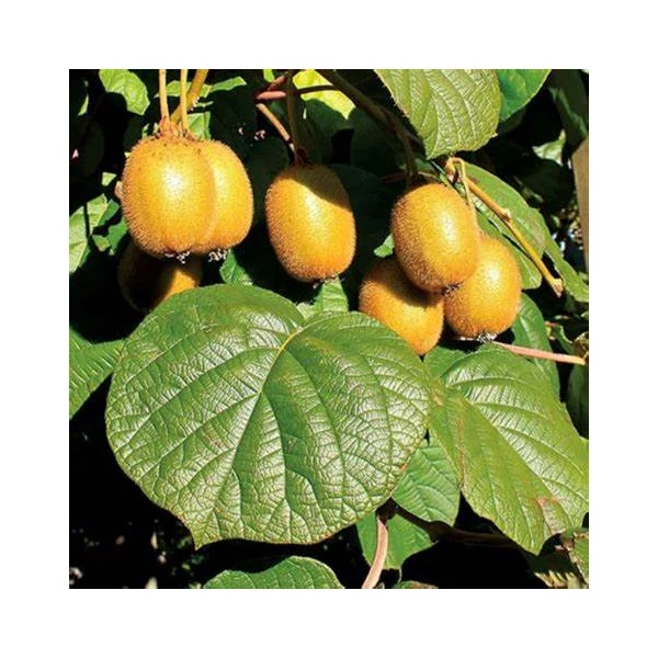 Actinidia deliciosa 'Jenny' - Kivi, öntermékeny