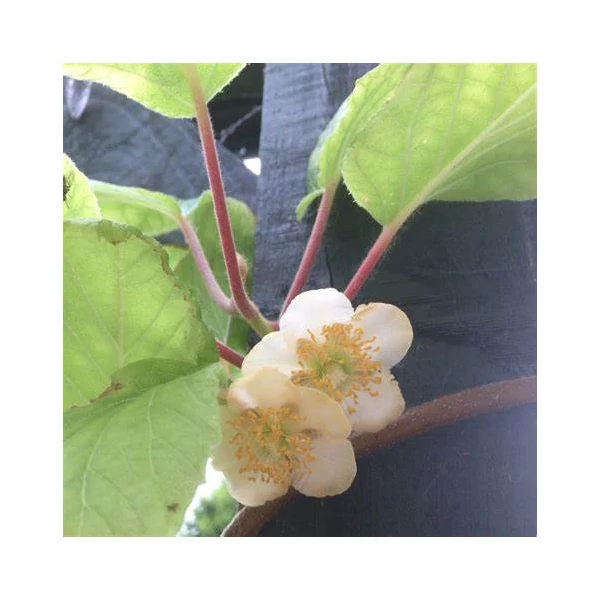 Actinidia deliciosa 'Jenny' - Kivi, öntermékeny
