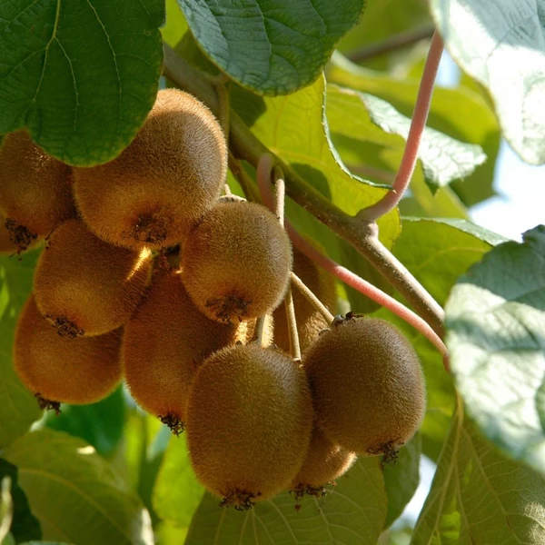 Actinidia deliciosa 'Jenny' - Kivi, öntermékeny