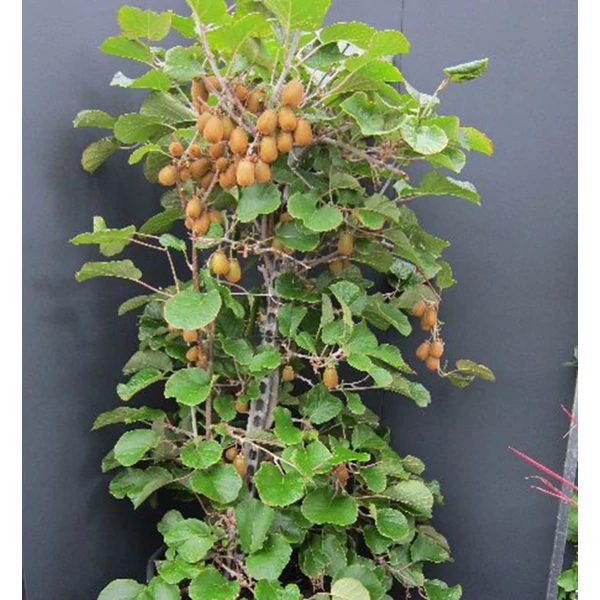 Actinidia deliciosa 'Jenny' - Kivi, öntermékeny