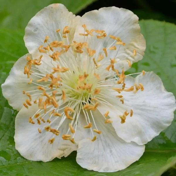 Actinidia deliciosa 'Tomuri' - Kivi, porzós