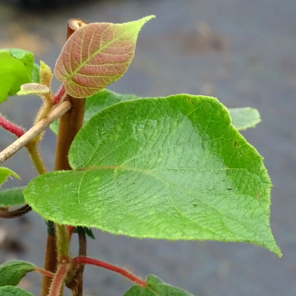 Actinidia deliciosa 'Tomuri' - Kivi, porzós