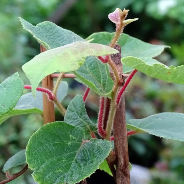 Actinidia deliciosa 'Tomuri' - Kivi, porzós