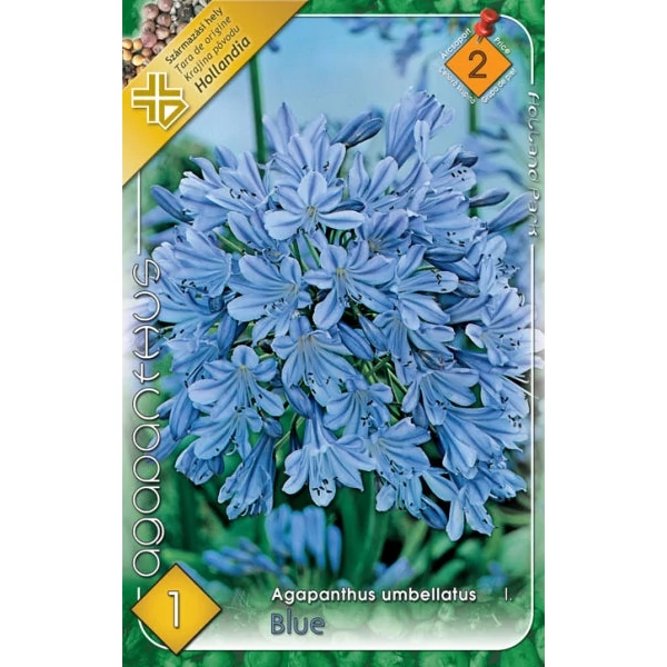 Agapanthus umbellatus - Szerelemvirág, kék