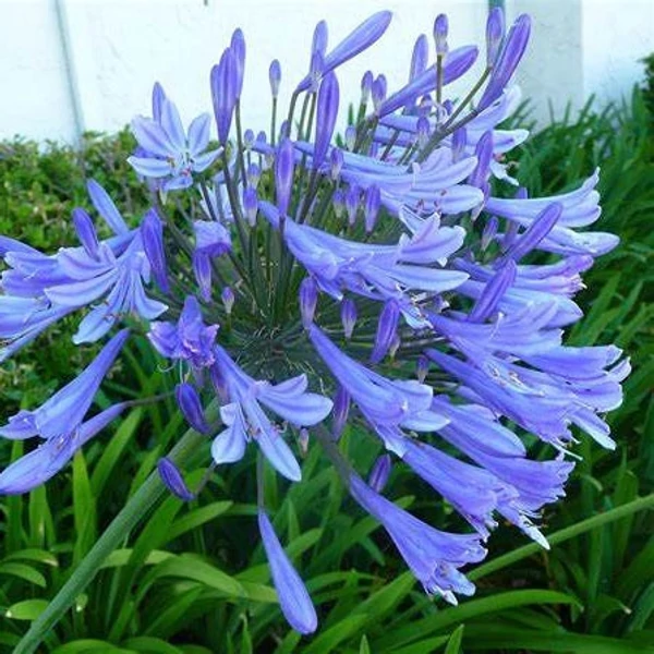 Agapanthus umbellatus - Szerelemvirág, kék