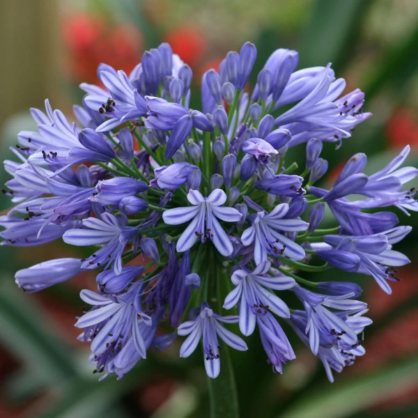 Agapanthus umbellatus - Szerelemvirág, kék