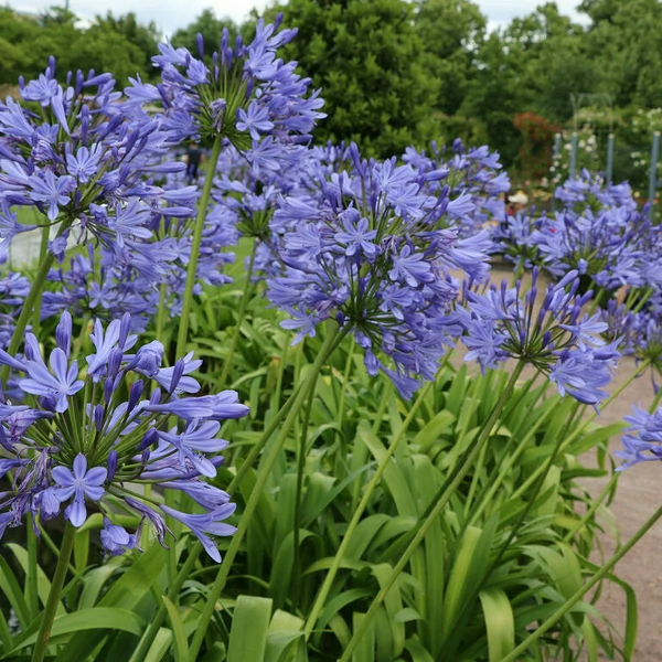 Agapanthus umbellatus - Szerelemvirág, kék