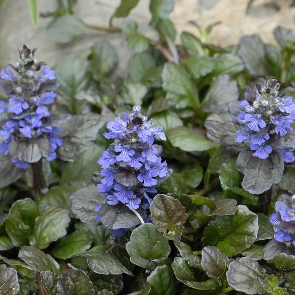 Ajuga reptans 'Black Scallop' - Indás ínfű