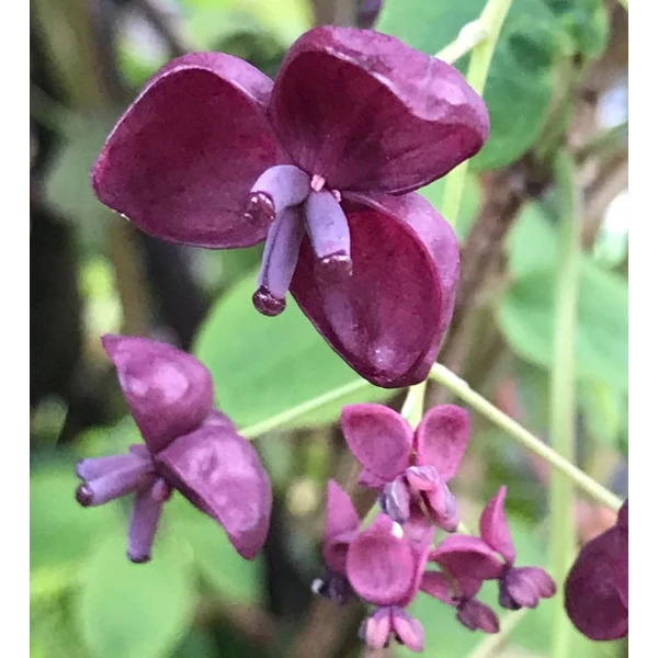 Akebia quinata - Ötlevelű akébia