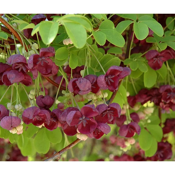 Akebia quinata - Ötlevelű akébia
