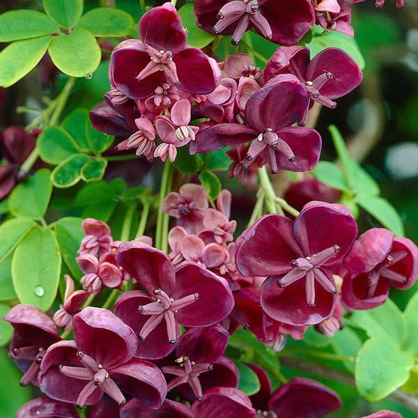 Akebia quinata - Ötlevelű akébia
