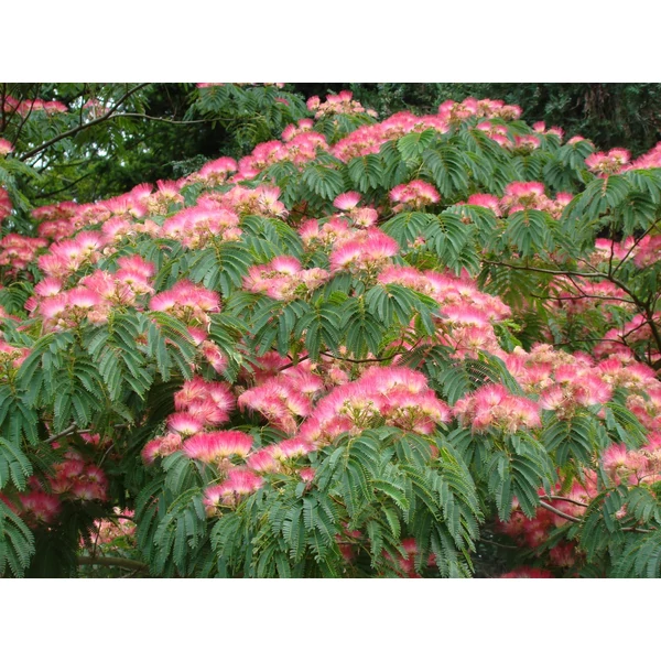Albizia julibrissin - Selyemakác