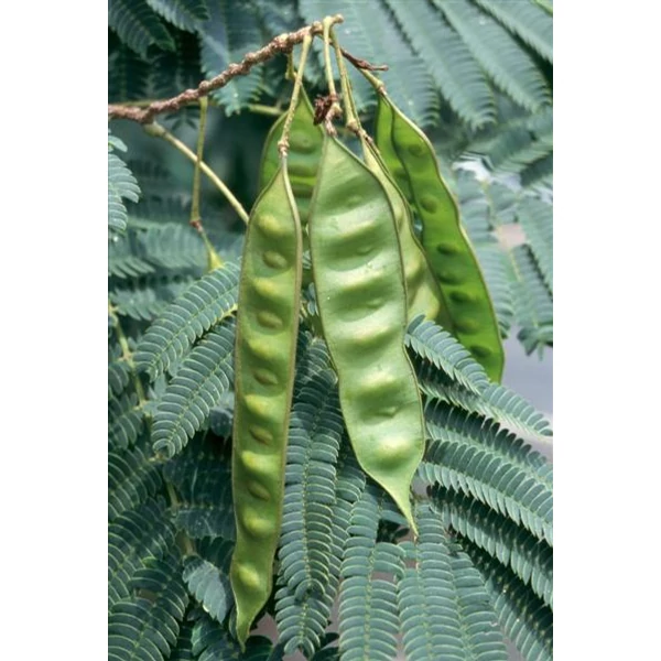 Albizia julibrissin - Selyemakác
