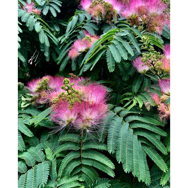 Albizia julibrissin - Selyemakác