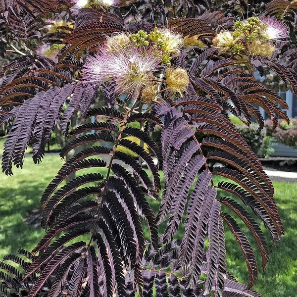 Albizia julibrissin 'Chocolate Fountain' - Selyemakác