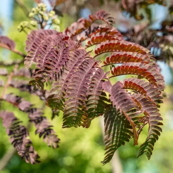 Albizia julibrissin 'Chocolate Fountain' - Selyemakác