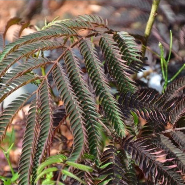 Albizia julibrissin 'Chocolate Fountain' - Selyemakác
