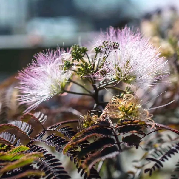 Albizia julibrissin 'Chocolate Fountain' - Selyemakác