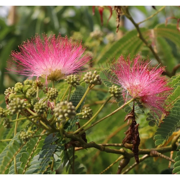 Albizia julibrissin 'Ombrella' - Selyemakác