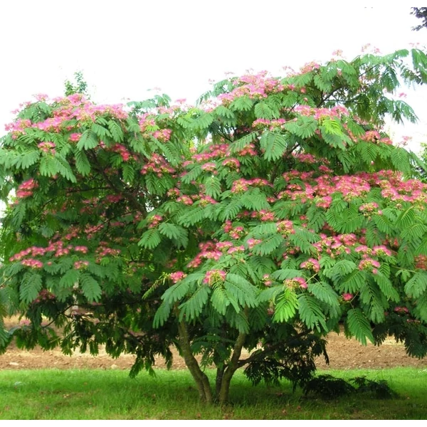 Albizia julibrissin 'Ombrella' - Selyemakác