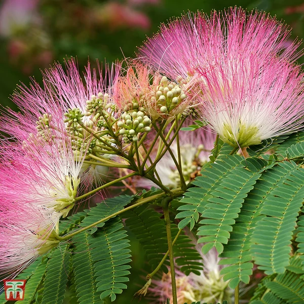 Albizia julibrissin 'Ombrella' - Selyemakác