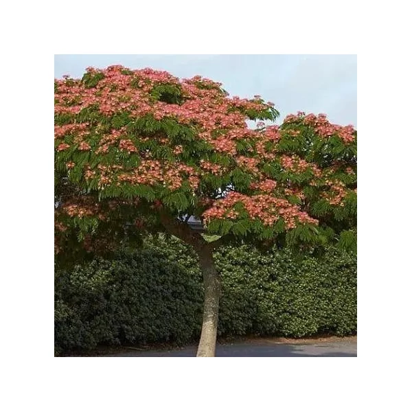 Albizia julibrissin 'Ombrella' - Selyemakác