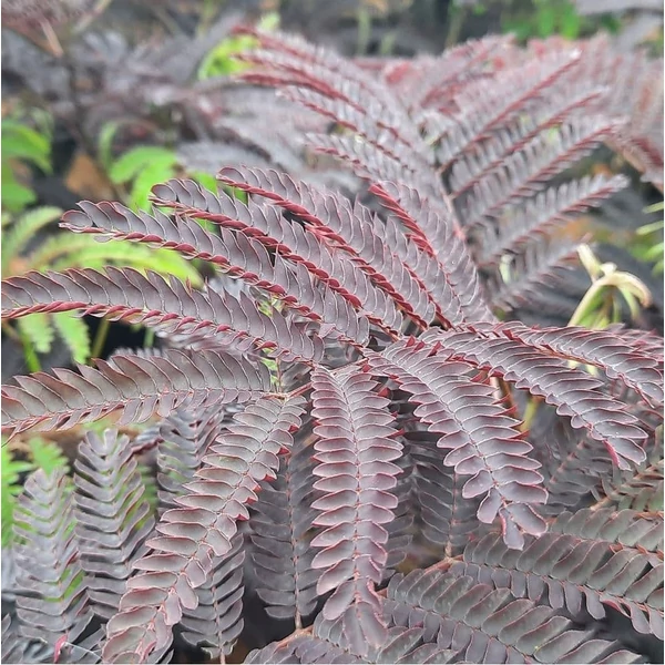 Albizia julibrissin 'Summer Chocolate' - Selyemakác