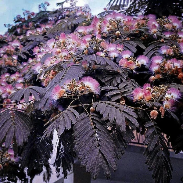 Albizia julibrissin 'Summer Chocolate' - Selyemakác