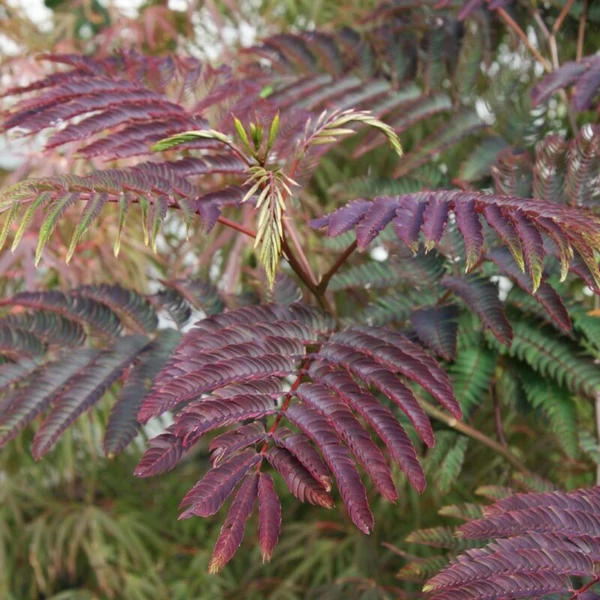Albizia julibrissin 'Summer Chocolate' - Selyemakác