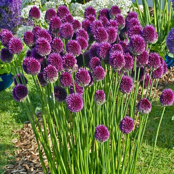 Allium sphaerocephalon – Bunkós díszhagyma