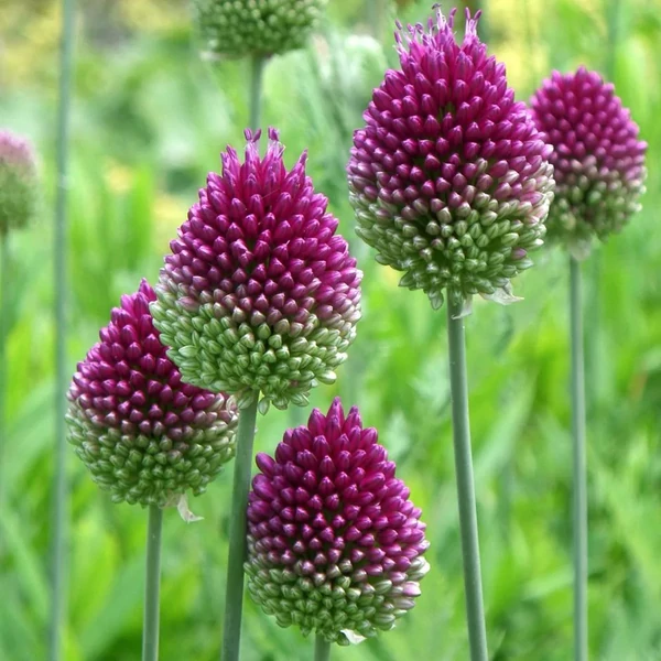 Allium sphaerocephalon – Bunkós díszhagyma