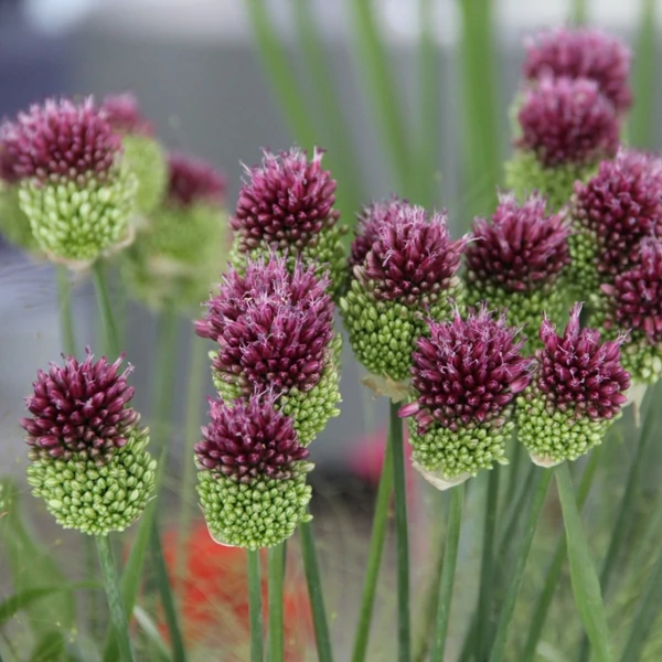 Allium sphaerocephalon – Bunkós díszhagyma