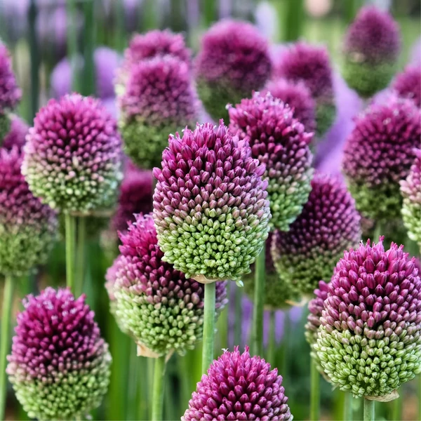 Allium sphaerocephalon – Bunkós díszhagyma