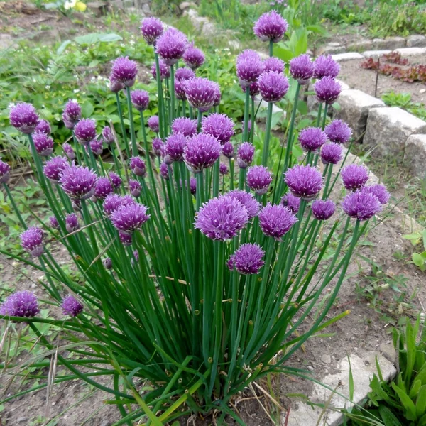 Allium schoenoprasum - Metélőhagyma