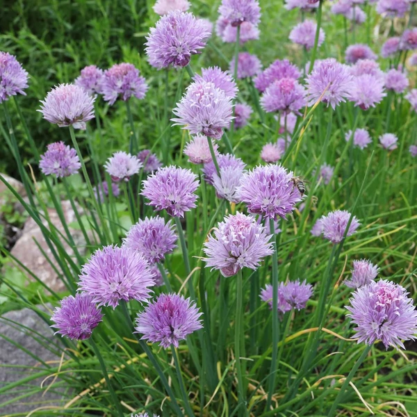 Allium schoenoprasum - Metélőhagyma