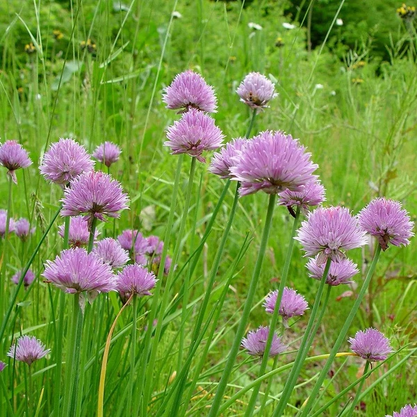 Allium schoenoprasum - Metélőhagyma