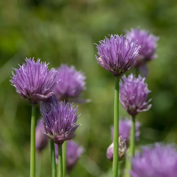 Allium schoenoprasum - Metélőhagyma