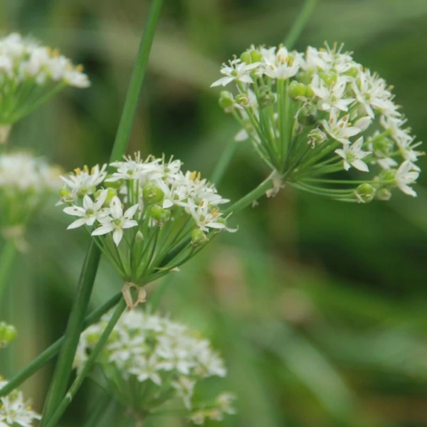 Allium tuberosum – Kínai metélőhagyma