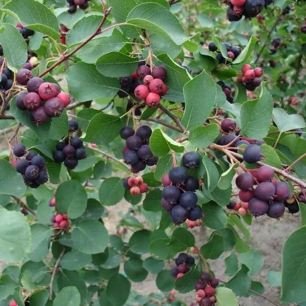 Amelanchier alnifolia 'Smokey' - Mézalmácska