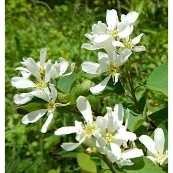 Amelanchier alnifolia 'Smokey' - Mézalmácska
